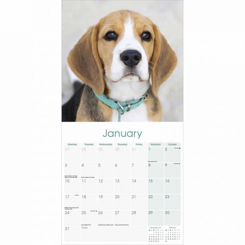 Beagle Calendar 2022-inside