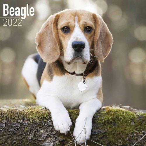 Beagle Calendar 2022-main