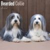 Bearded Collie Calendar 2022-main