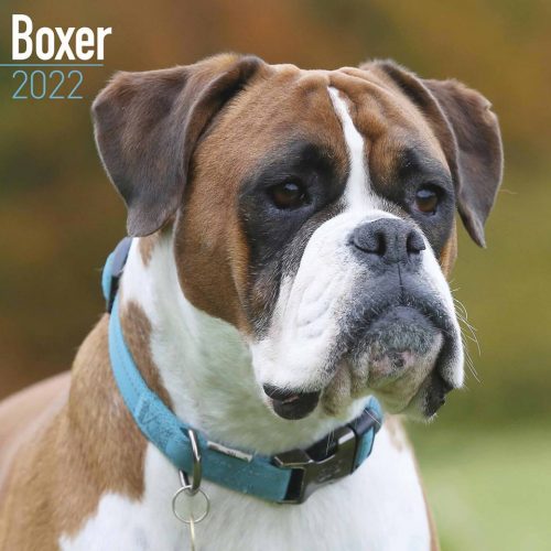 Boxer Calendar 2022-main