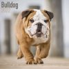 Bulldog Calendar 2022-main