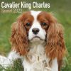 Cavalier King Charles Spaniel Calendar 2022-main