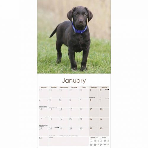 Chocolate Labrador Retriever Calendar 2022-inside