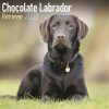 Chocolate Labrador Retriever Calendar 2022-main