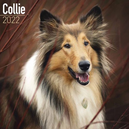 Collie Calendar 2022-main