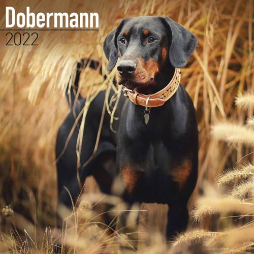 Dobermann Calendar 2022-main