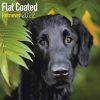 Flat Coated Retriever Calendar 2022-main