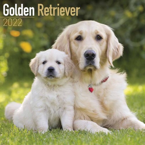 Golden Retriever Calendar 2022-main