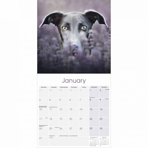 Greyhound Calendar 2022-inside