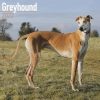 Greyhound Calendar 2022-main