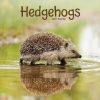 Hedgehogs Calendar 2022-front