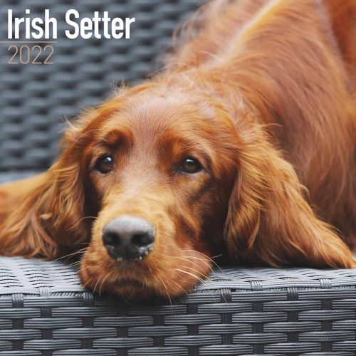 Irish Setter Calendar 2022-main