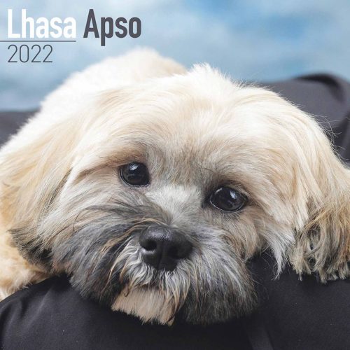 Lhasa Apso Calendar 2022-front