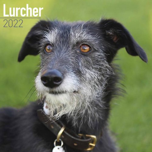 Lurcher Calendar 2022-main