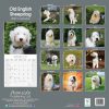Old English Sheepdog Calendar 2022-back