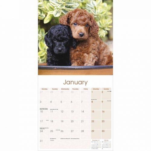 Poodle Calendar 2022-inside