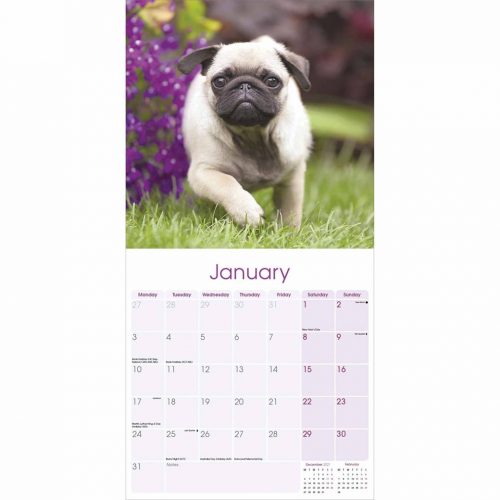 Pug Calendar 2022-inside
