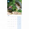 RSPB, Garden Birds Calendar 2022-inside