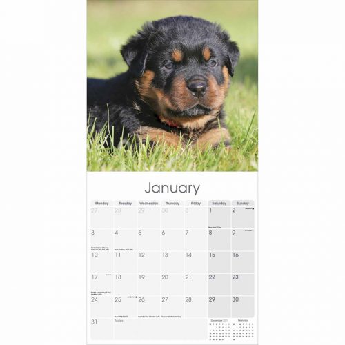 Rottweiler Calendar 2022-inside