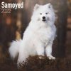 Samoyed Calendar 2022-front