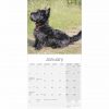 Scottish Terrier Calendar 2022-inside