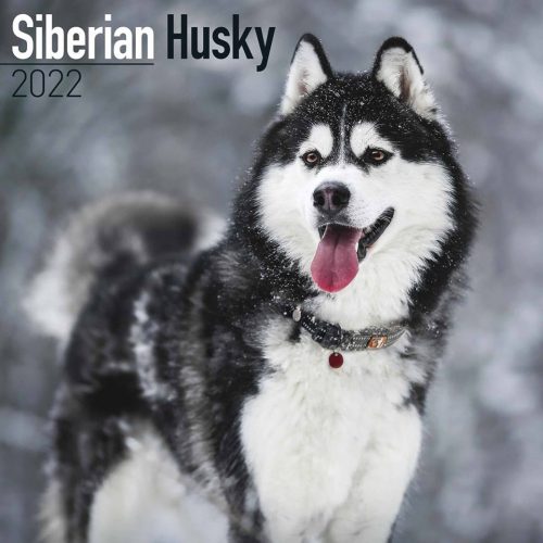 Siberian Husky Calendar 2022-front
