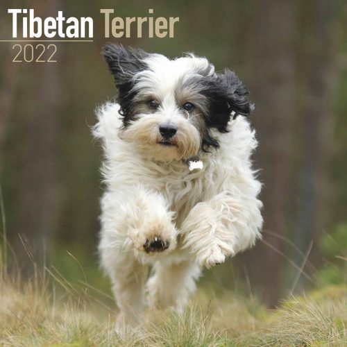 Tibetan Terrier Calendar 2022-front