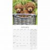 Toy & Miniature Poodle Calendar 2022-inside