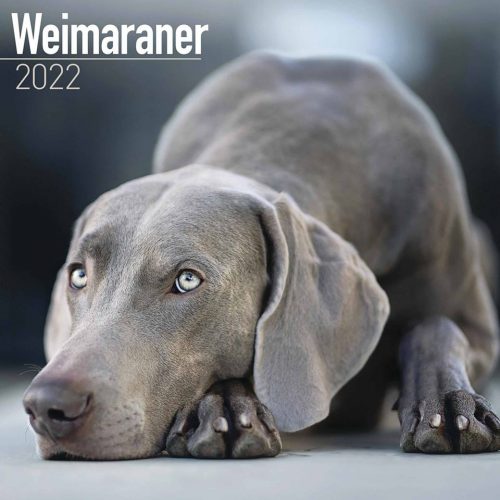 Weimaraner Calendar 2022-front