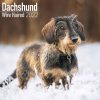 Wire Haired Dachshund Calendar 2022-main