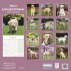 Yellow Labrador Retriever Calendar 2022-back