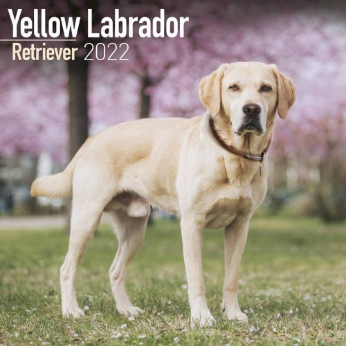 Yellow Labrador Retriever Calendar 2022-main