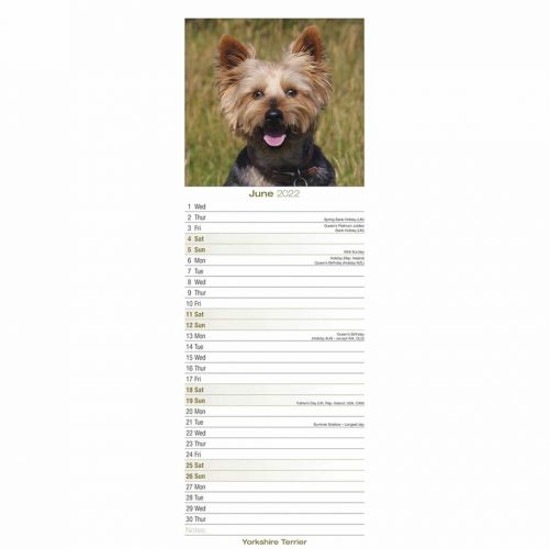 Yorkshire Terrier Slim Calendar 2022-inside