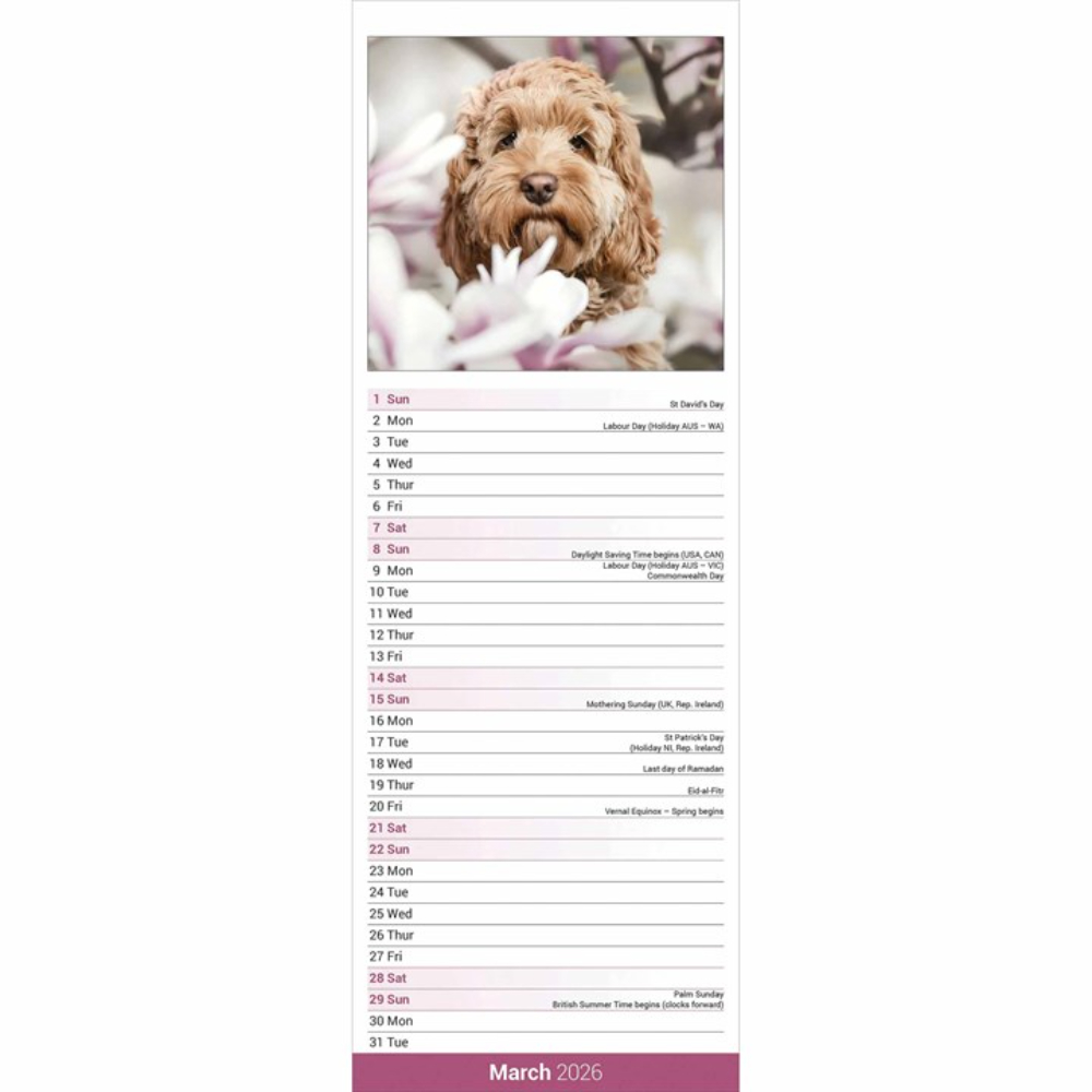 Otter House 2026 Cockapoo Slim Month to View Wall Calendar - Image 3