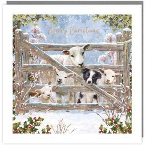 Tracks Charity Christmas Cards Sheep, Lambs and Dog at Farm Gate Pack of 5 Cards